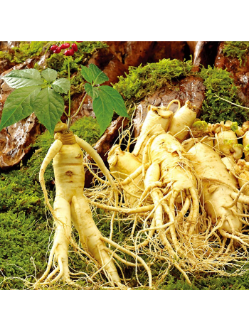 Panax Ginseng 