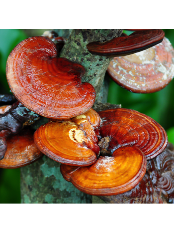 Reishi Ganoderma Lucidum, Cordyceps Sinensis 