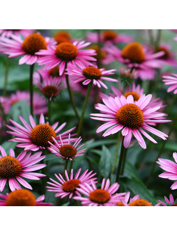 Echinacea Purpurea 