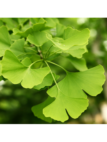 Leaves of Ginkgo Biloba 