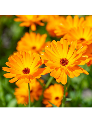 Calendula officinalis 