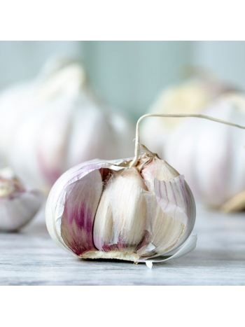 Garlic 