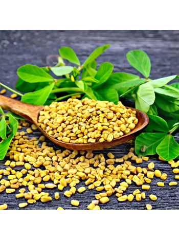 Trigonella Foenum Graecum – Fenugreek 