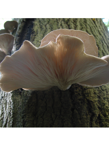 Oyster Mushroom 