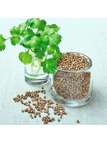 Coriander 