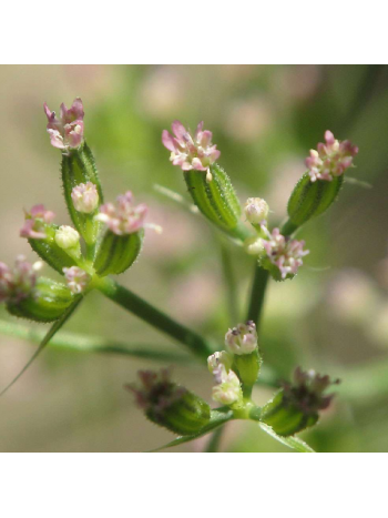 Cuminum cyminum – Cumin 