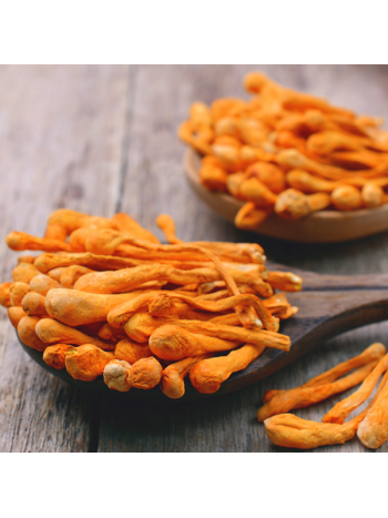 Cordyceps Sinensis 