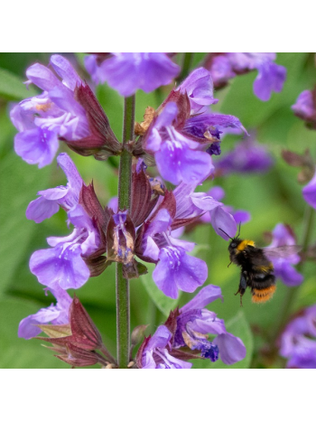 Salvia Officinalis 