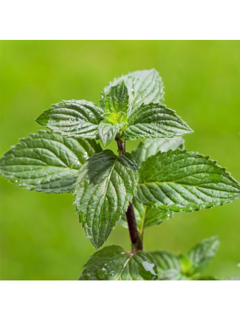 Mint 
