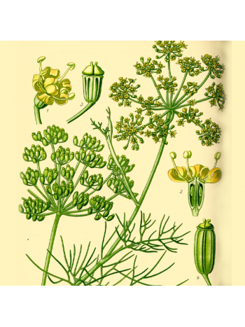 Foeniculum vulgare – Fennel 