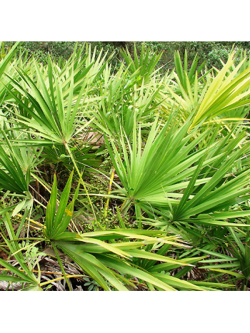 Saw palmetto 
