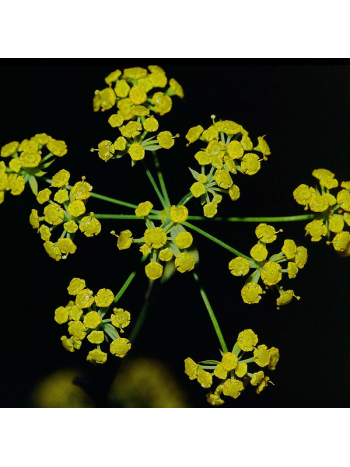 Bupleurum falcatum extract 