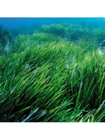 Spirulina algae 