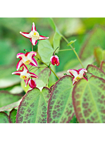 Epimedium brevicornum 