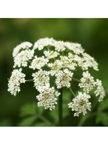 Angelica Sinensis 