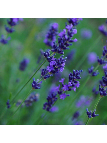 Vitex Agnus Castus 