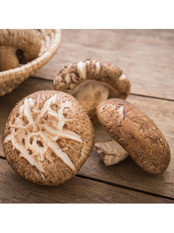 Lentinus Edodes 