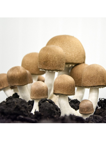 Agaricus Brasiliensis 