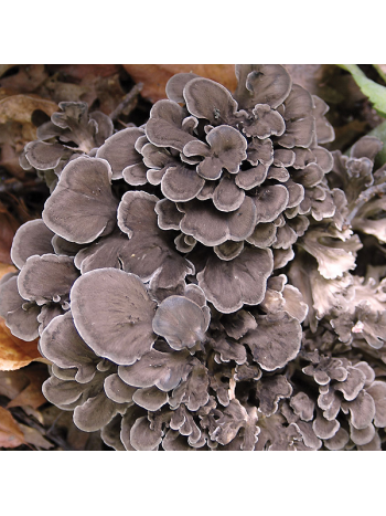 Grigola frondosa 