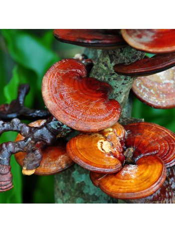 Reishi Ganoderma Lucidum 