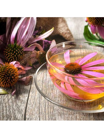 Echinacea Purpurea 